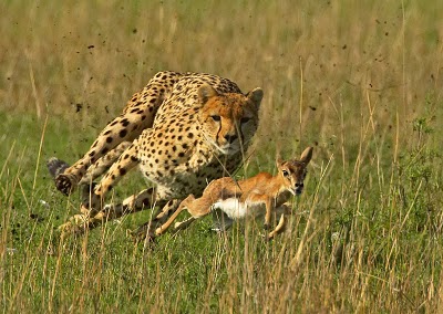 Cheetah and Gazelle